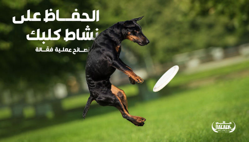 الحفاظ على نشاط كلبك: نصائح عملية فعّالة